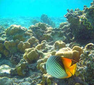 Fische am Strand am Hausriff Hotel Radisson SAS El Quseir Re