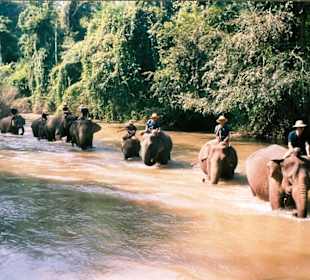 Elefantencamp