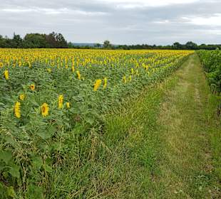 Wandern Mörbisch am See