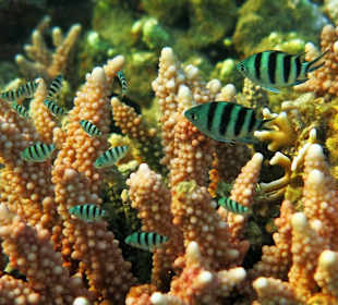 Schnorcheln am Hausriff