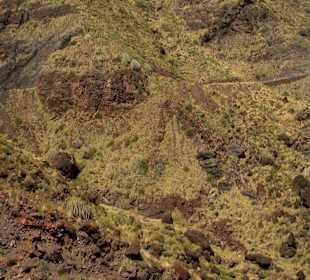 Roślinność Gór Gran Canaria