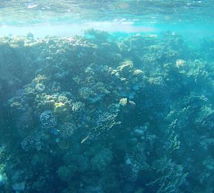 Schnorcheln Marsa Alam