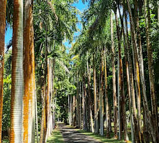 Sir Seewoosagur Ramgoolam Botanic Garden