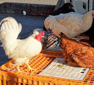 Geflügelhändler auf dem Markt von Saint-Paul