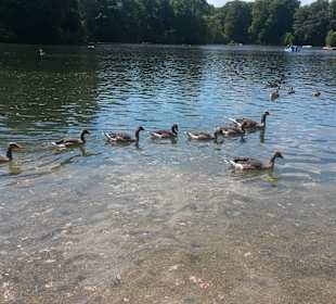 Enten am See