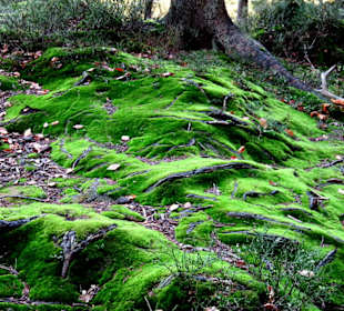 Hellgrünes Moos über den Wurzeln