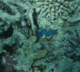 Unterwasserwelt im Roten Meer