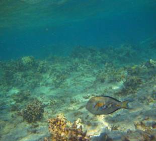 Fische am Strand am Hausriff Hotel Radisson SAS El Quseir Re