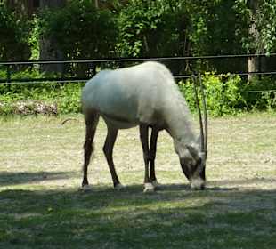 Arabische Oryx