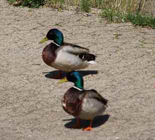 Enten am Mittellandkanal