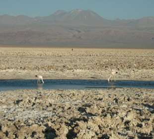Розовые фламинго в Солар де Атакама.