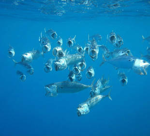 Fischstaubsauger an der Oberfläche