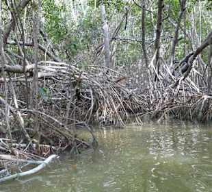 Einfahrt in den Mangrovenwald
