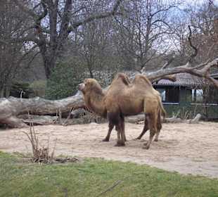Kamel im Gehege