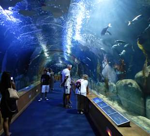 Im Unterwasertunnel 70m lang