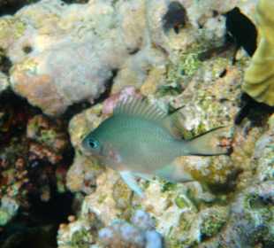 Hotel Lahami Bay Hausriff