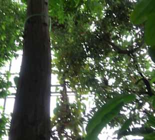 Tropicarium