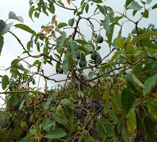 Die Pyramiden von Güimar