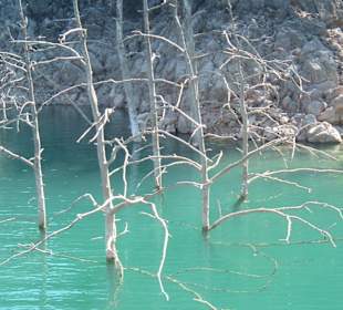 Jadegrünes Wasser mit überfluteten Stämmen