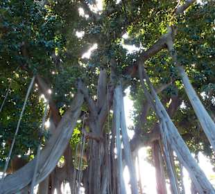 Baumriese im Botanischen Garten