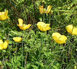 Eindrücke aus dem Rennsteiggarten