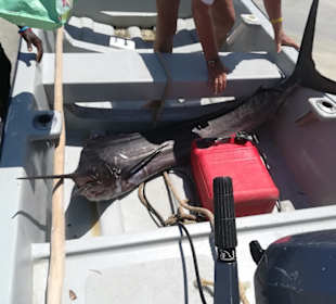 Anglerglück - ein blue Marlin 