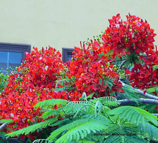 Rote Mimose