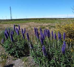 Sommer auf der Hochebene Paul da Serra