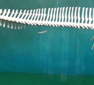 Meeresmuseum Stralsund