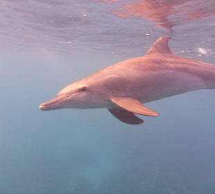 Delfinausflug mit Mo
