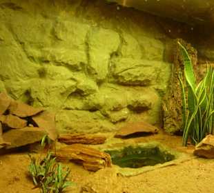 Dornschwanz Terrarium