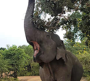 Yala Nationalpark