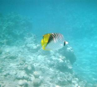 Schnorcheln in Sharm El Naga
