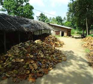 Elefantenreiten Sigiriya