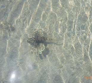 Schnorcheln Shark Bay