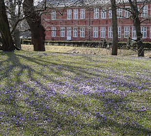 Leichte lilla-Färbung der Krokusse