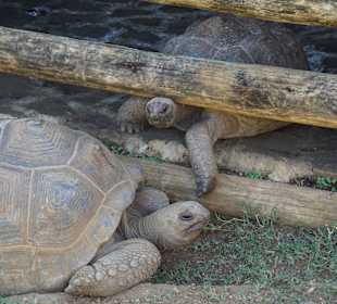 Zwei Aldabra-Schildkröten