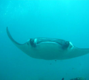 Manta Point
