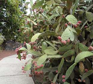 Die Pyramiden von Güimar
