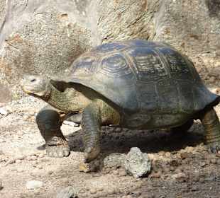 Riesenschildkröten in der Schildkrötenfarm
