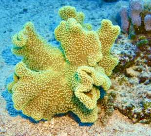 Schnorcheln Sahl Hasheesh