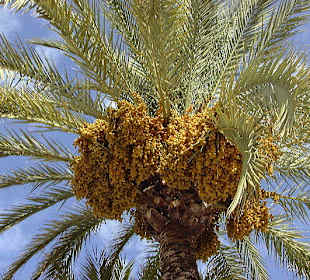 Palmenblick an der Playa de Palma/Mallorca