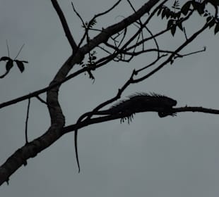 Iguana