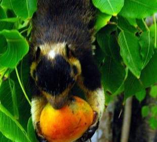 Großes Streifenhörnchen