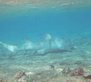 Zitronenhai im Flachwasser