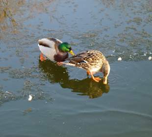 Stadtrundgang Wolkenstein
