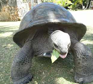 Riesenschildkröte