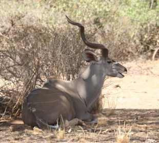 Oruxantilope
