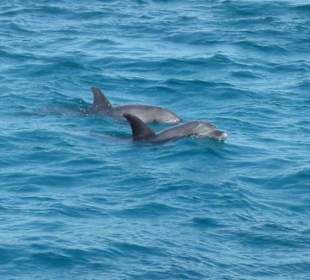 Delfine vom Boot