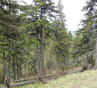 Karkonoski Park Narodowy